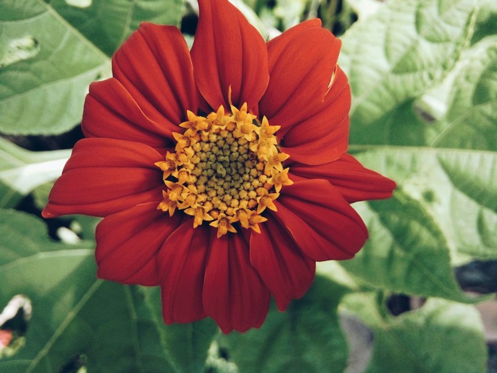 flower