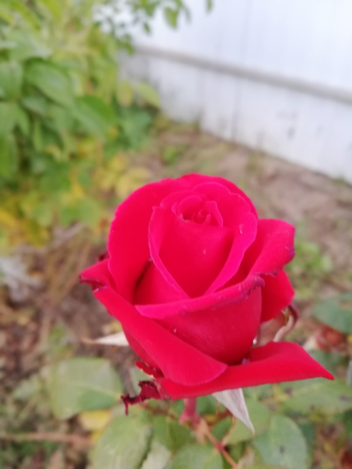 yss000024