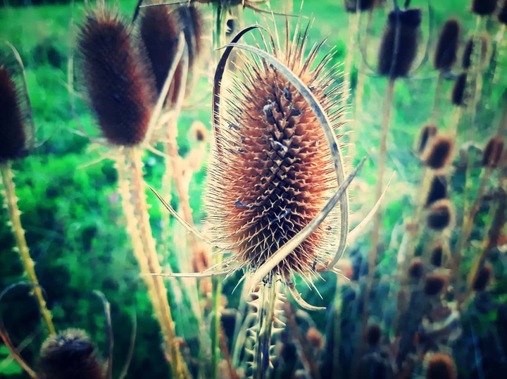 Wild nature
