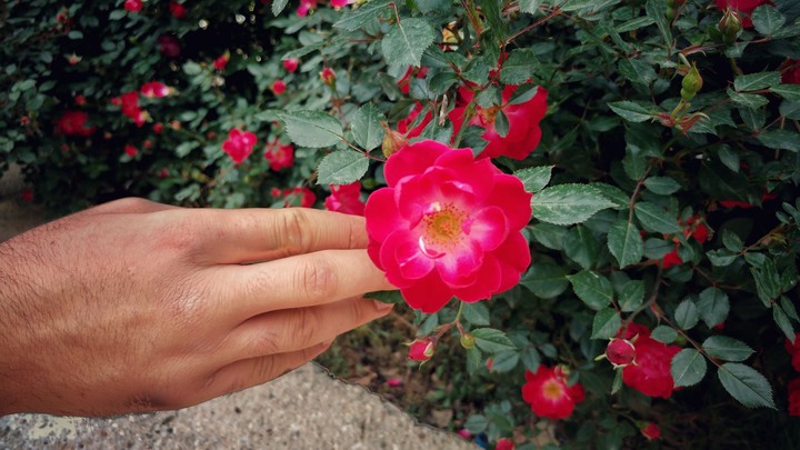flower