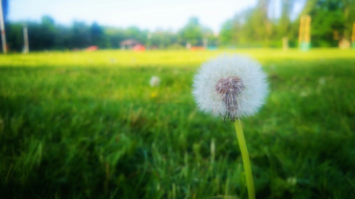 Dandelion