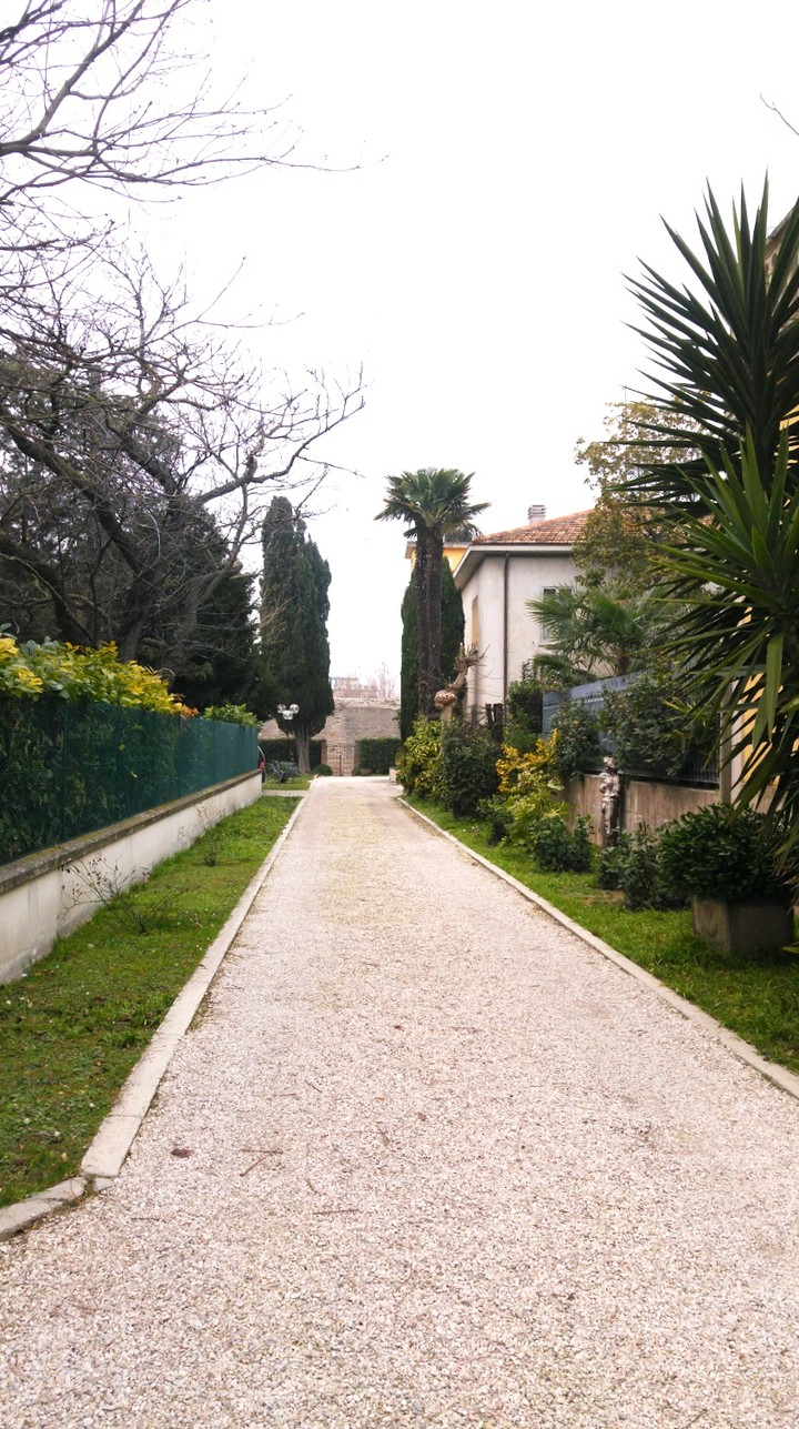 Tree- lined avenue