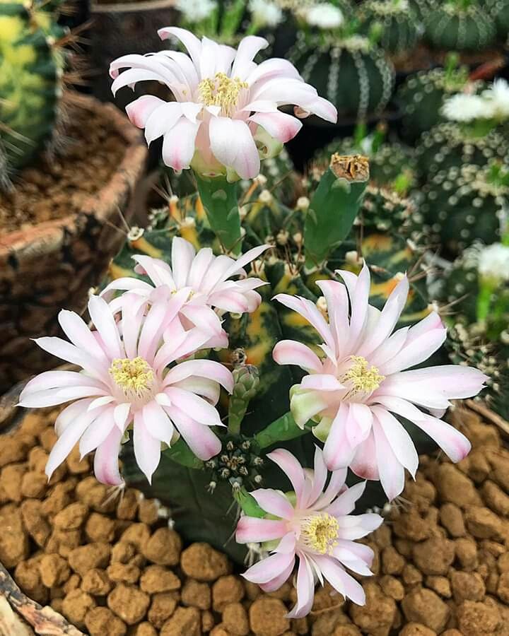 Cactus