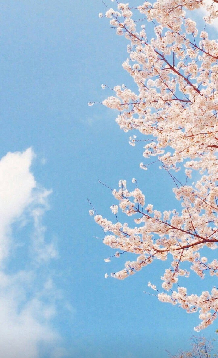 cielo