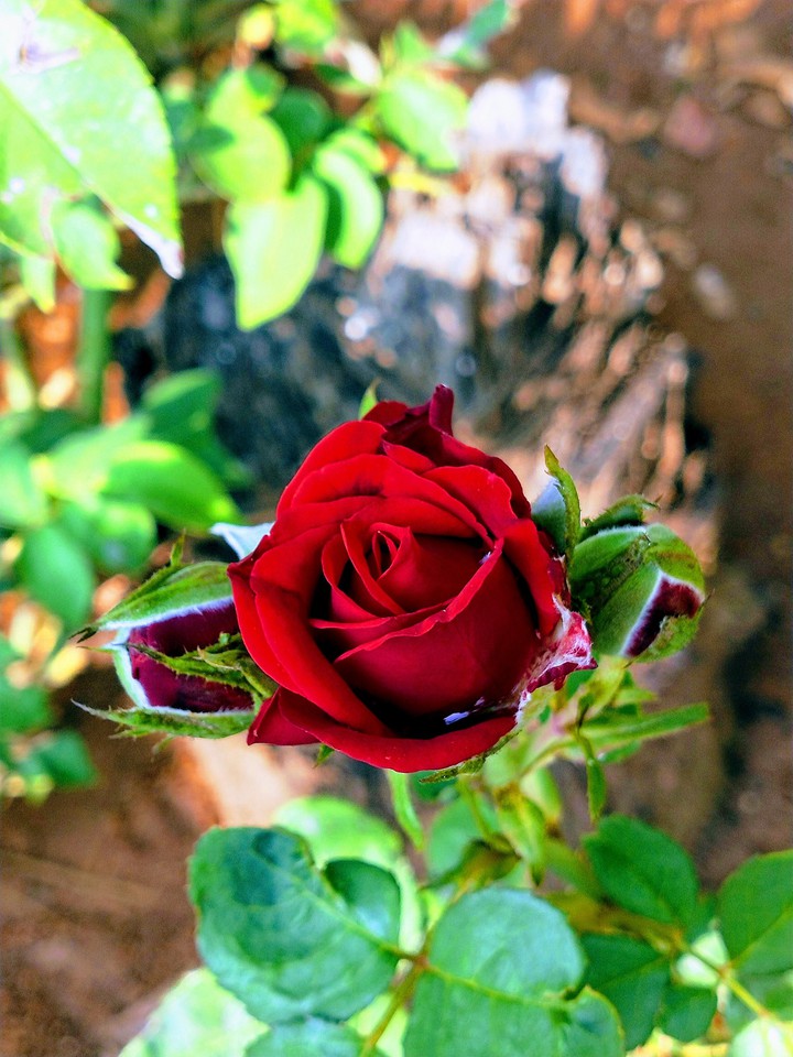red rose