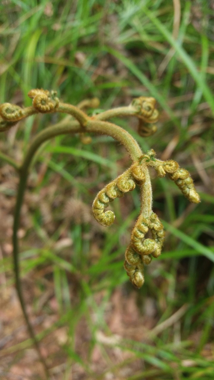 baby fern