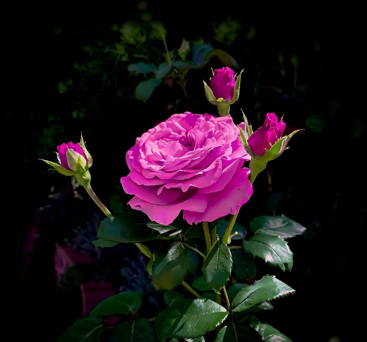 Roses
