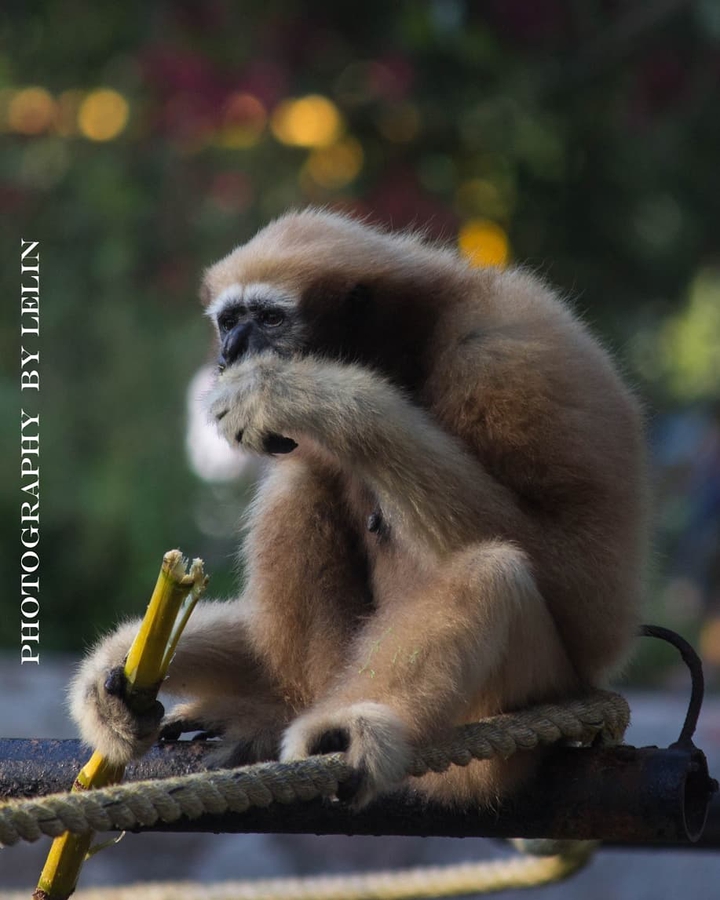 Gibbon