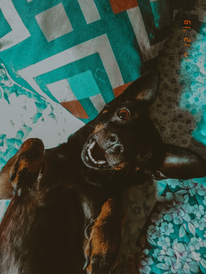 meu amozinho