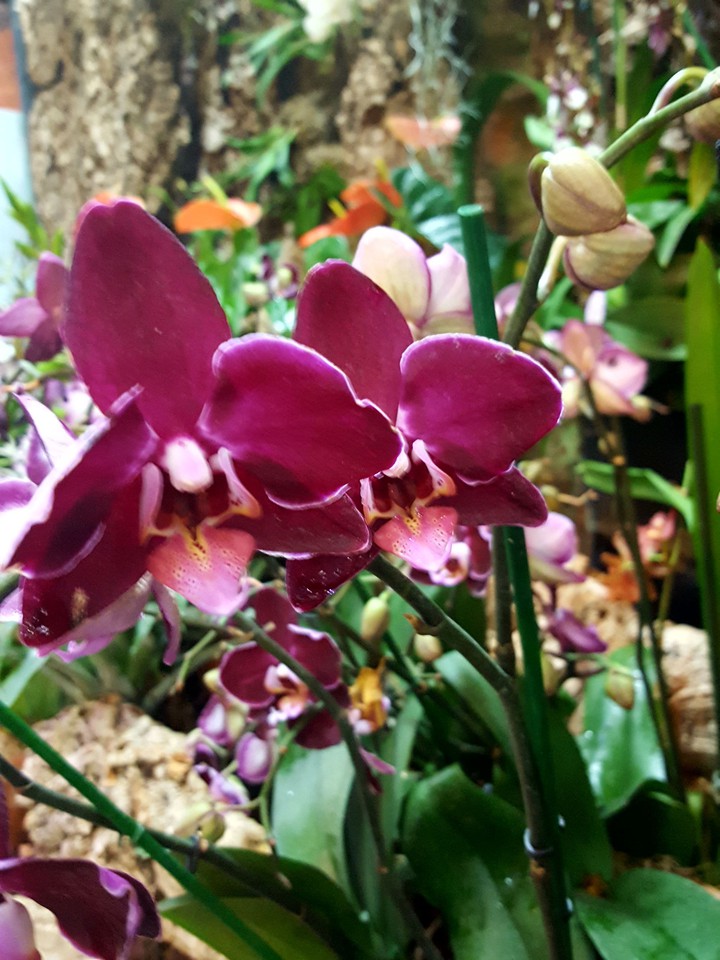 orchid