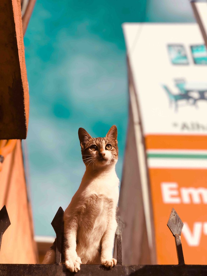 cat