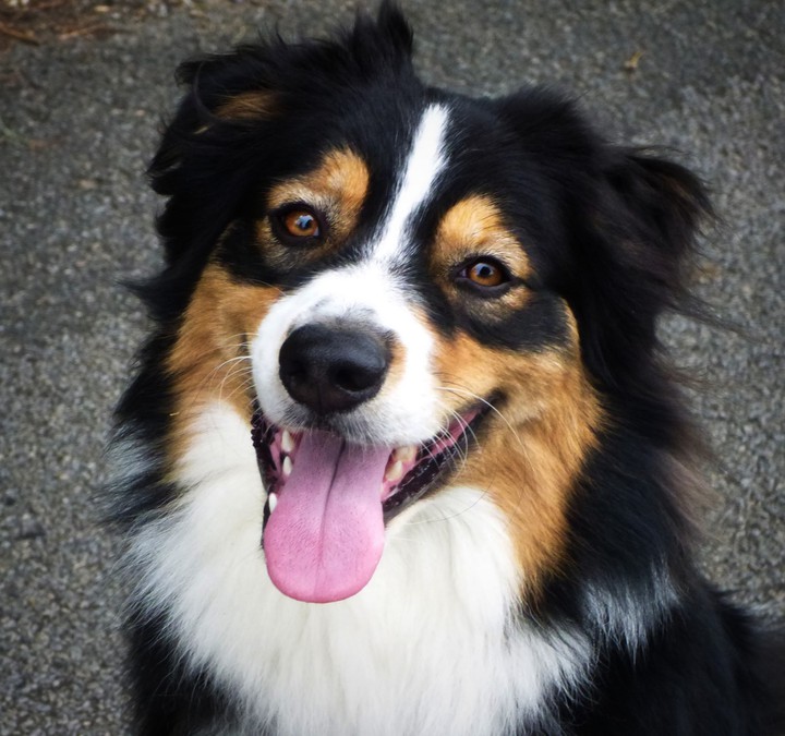 Chien