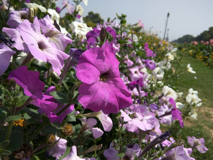 Flowers