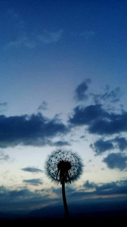 dandelion!
