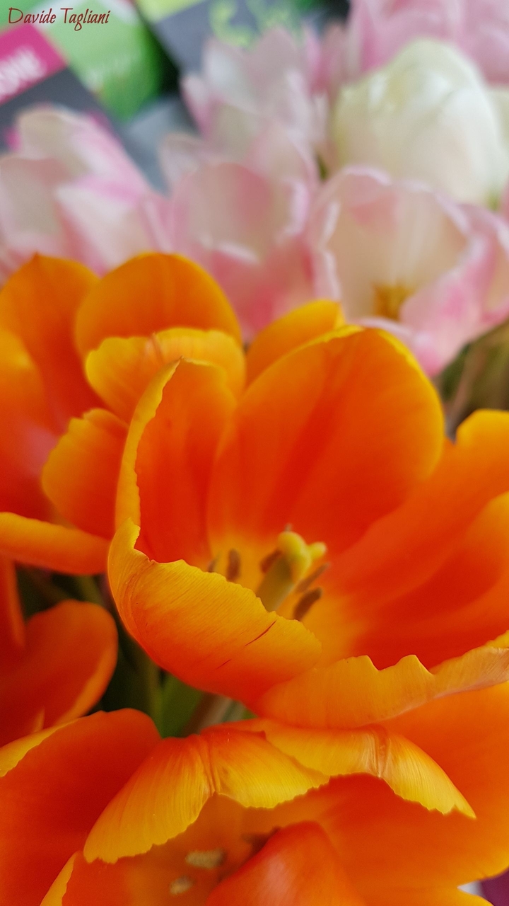 Tulipani