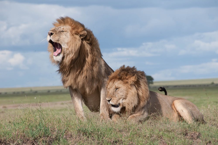 brotherhood of Lions