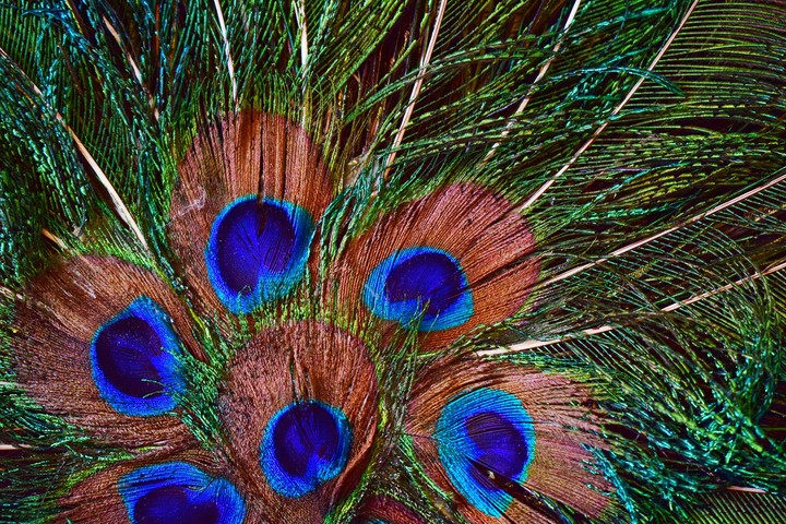 peacock feathers