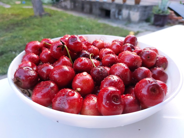 trešnje