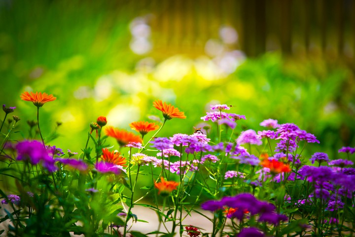 flowers