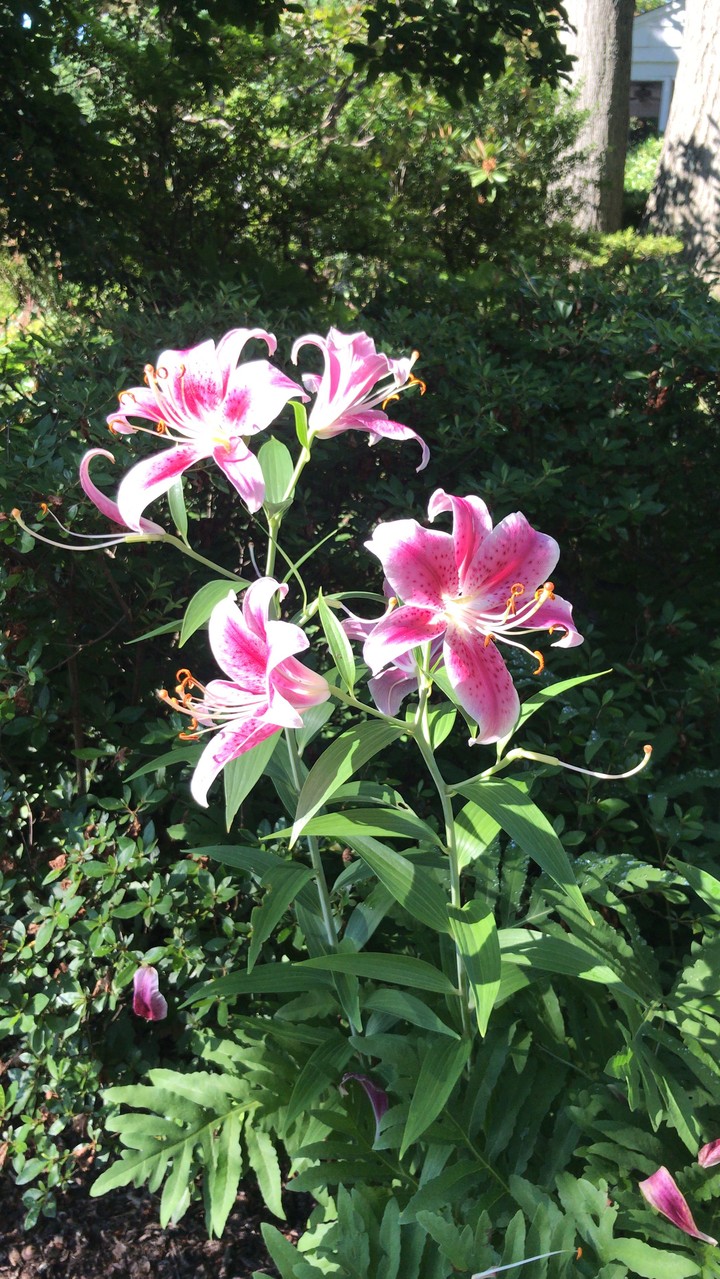amaryllis