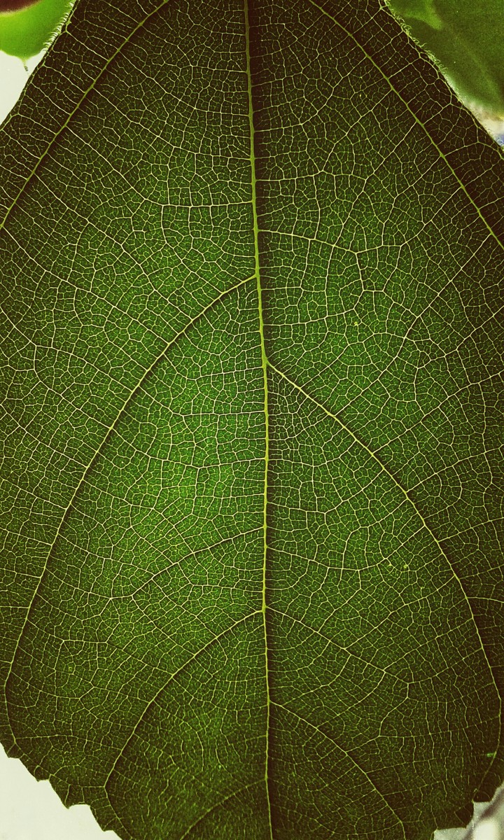 Zoom HD