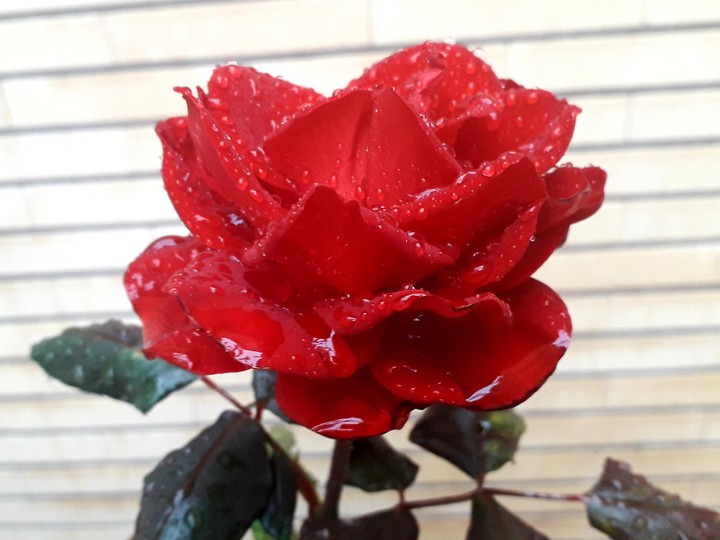flower rose in my house