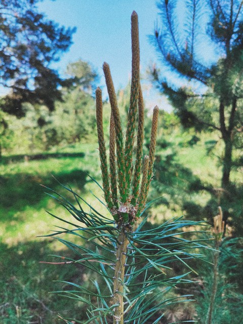 tree, botany वॉलपेपर