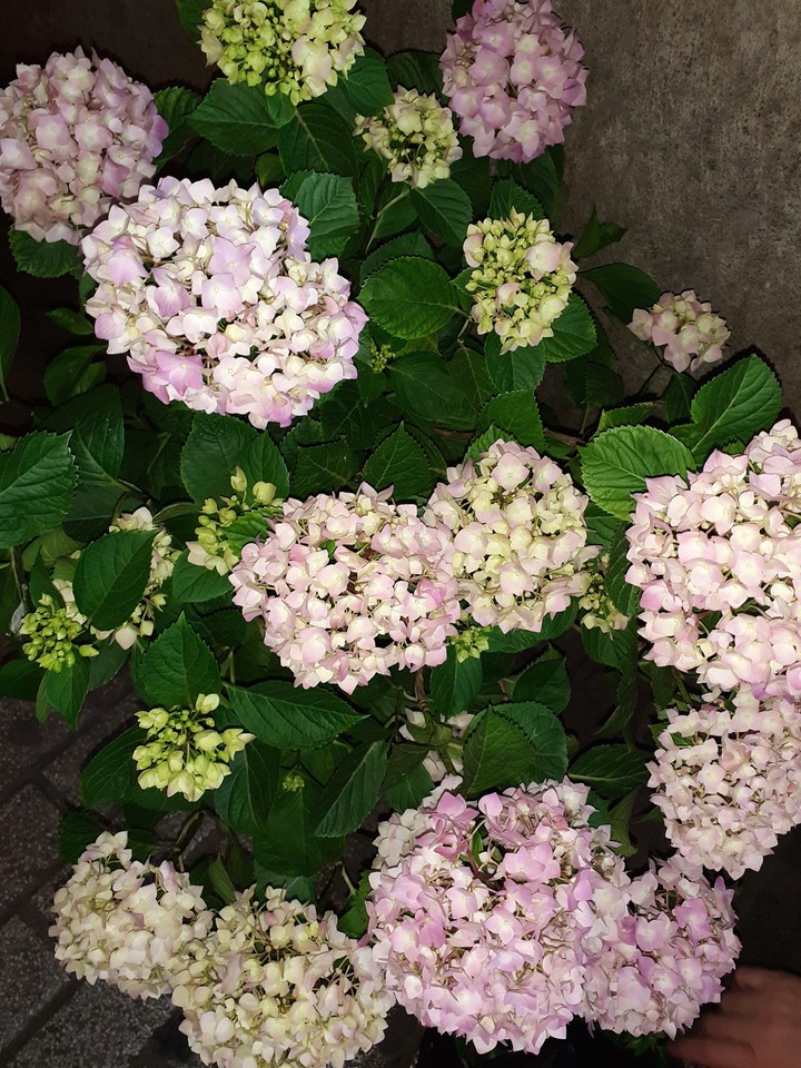 flowers