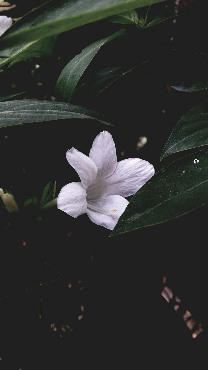 lovely
