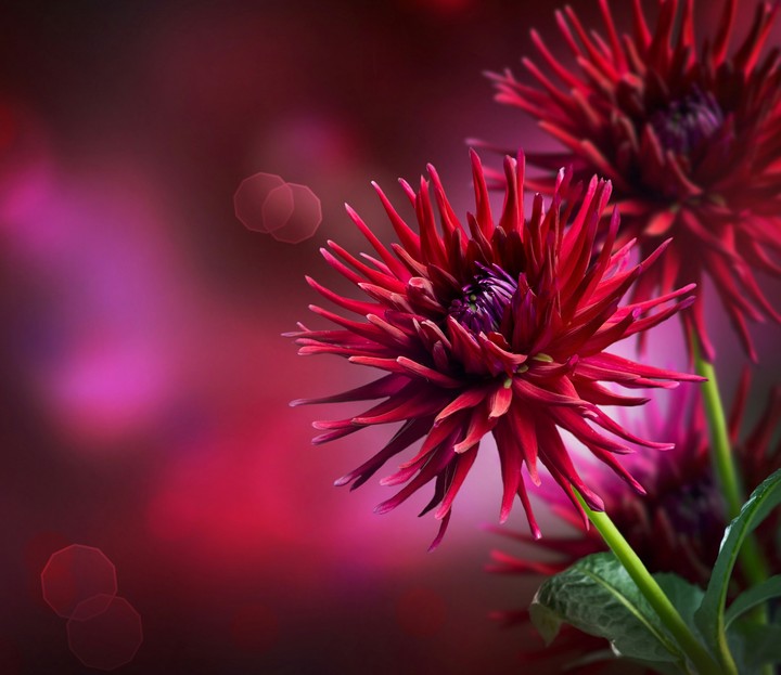 flower 4k