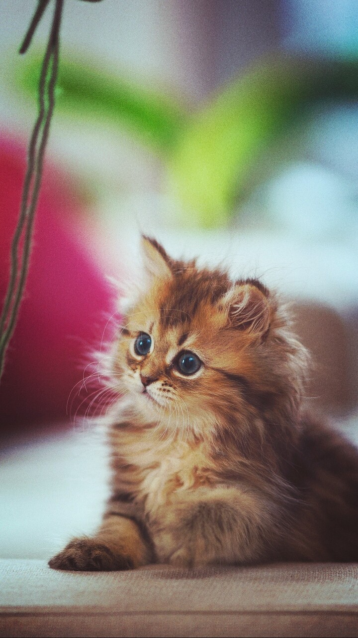 kitty