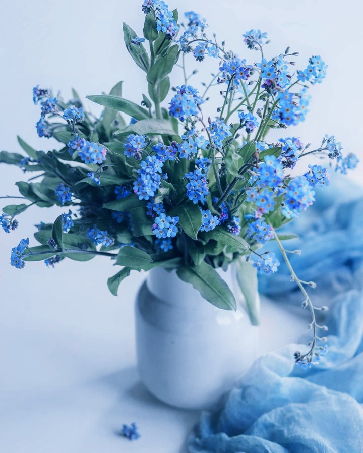 Forgetmenot