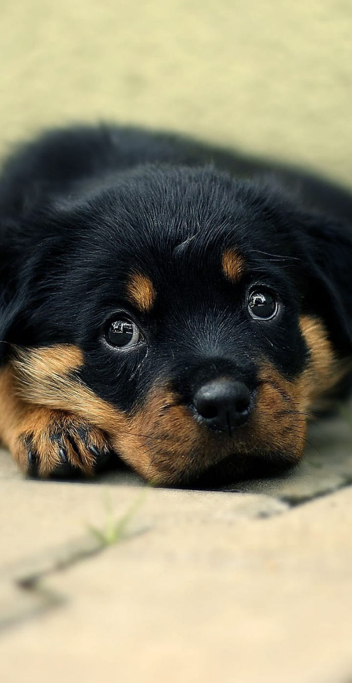 Cutest Dog Of The World