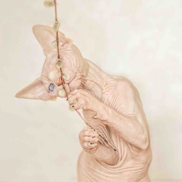 cat