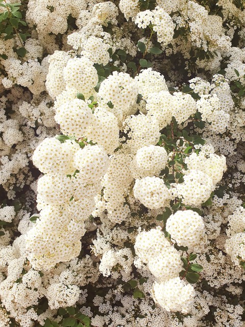 sfondi wildflower, flower