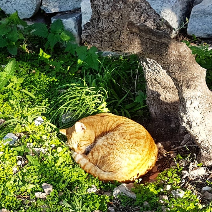 Sleepy cat