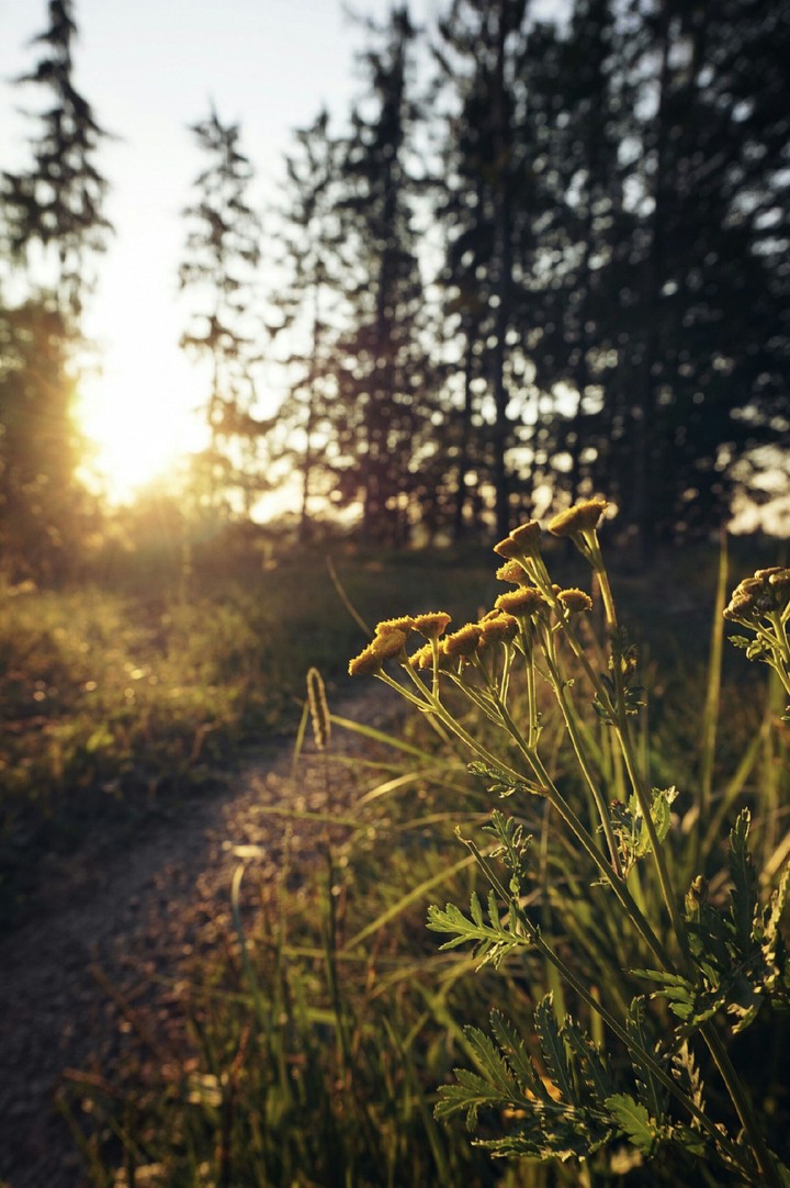 Flowers in the Sunset