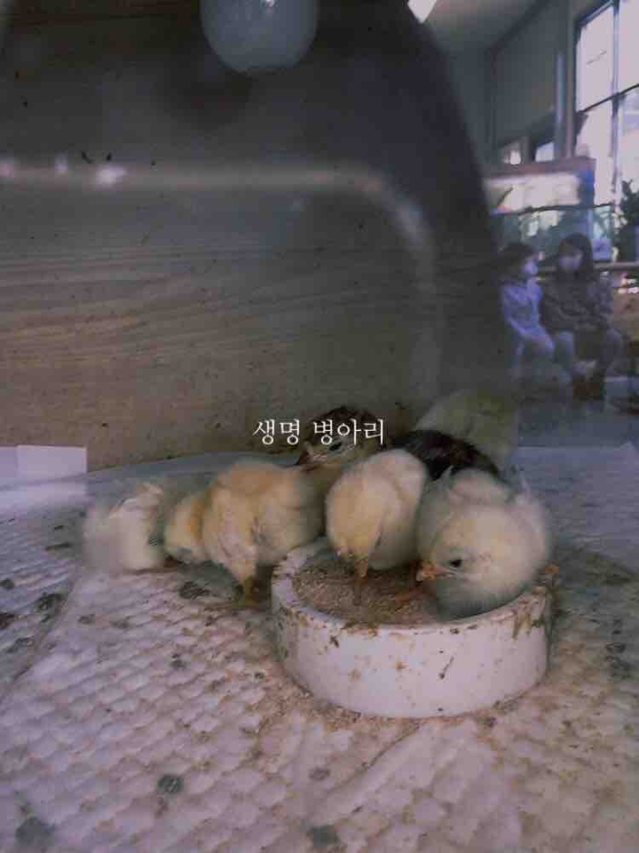 병아리