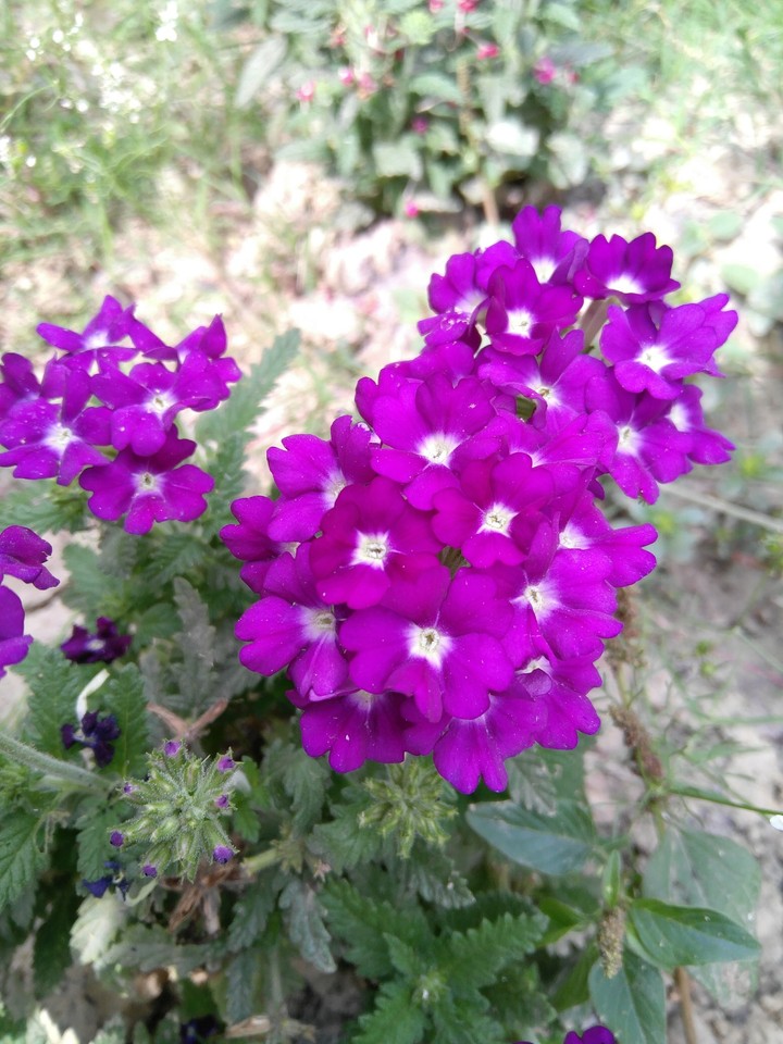 purple2