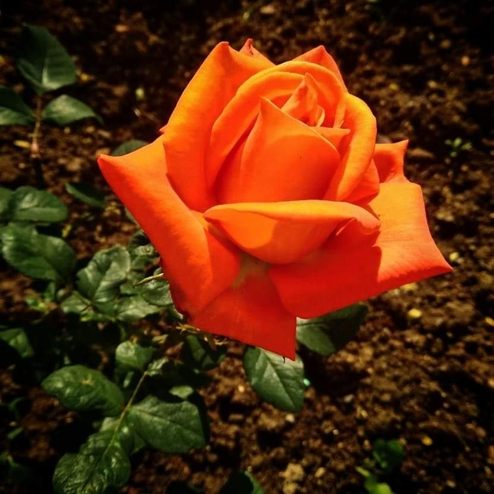 About Orange Rose