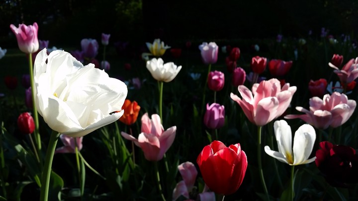 day as night
