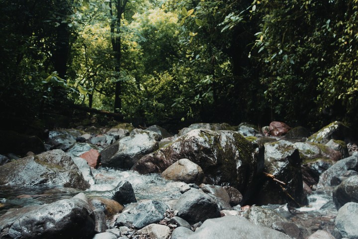 JUNGLE