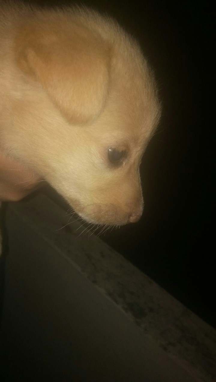 chiku