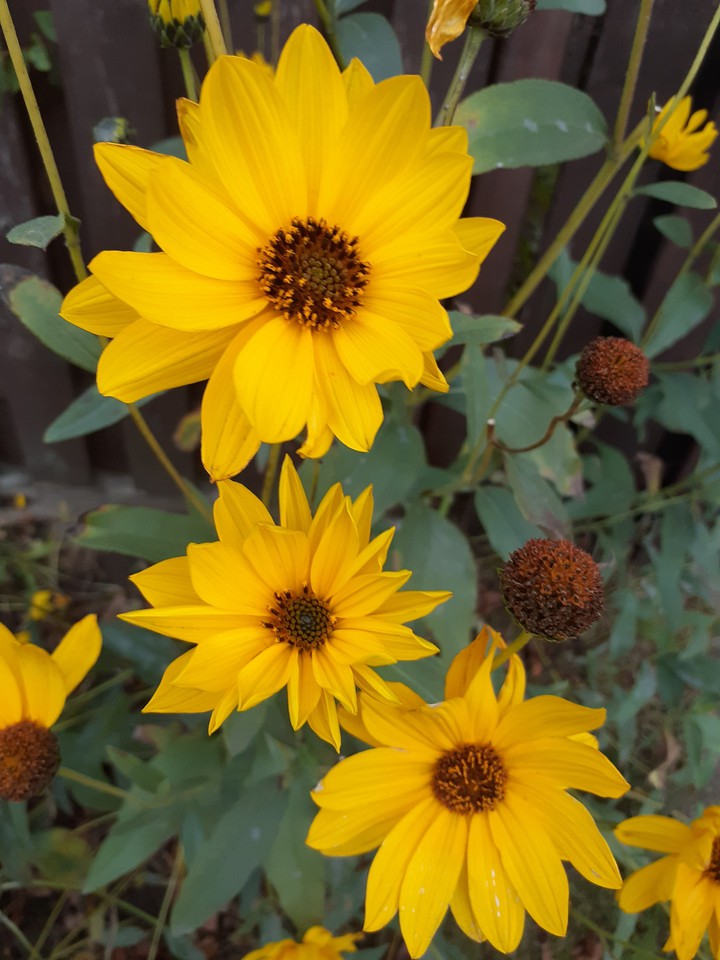 Flowers
