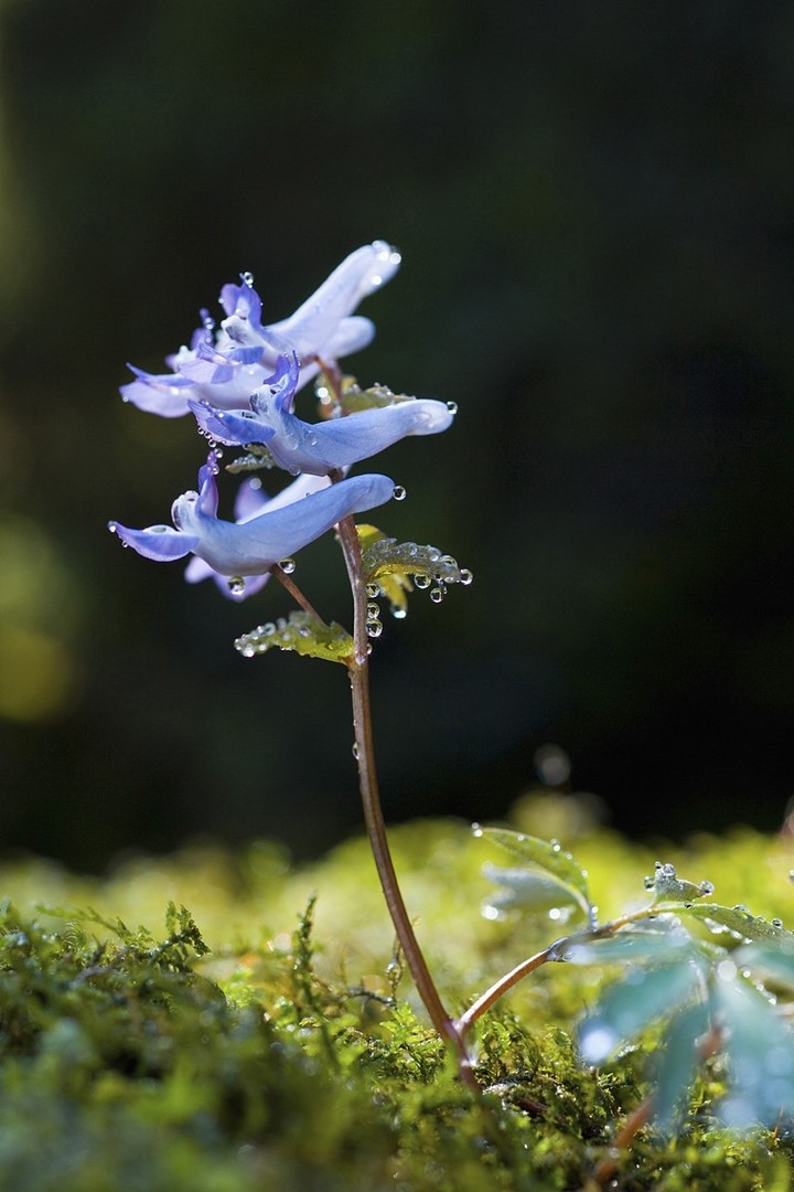 purple#flower