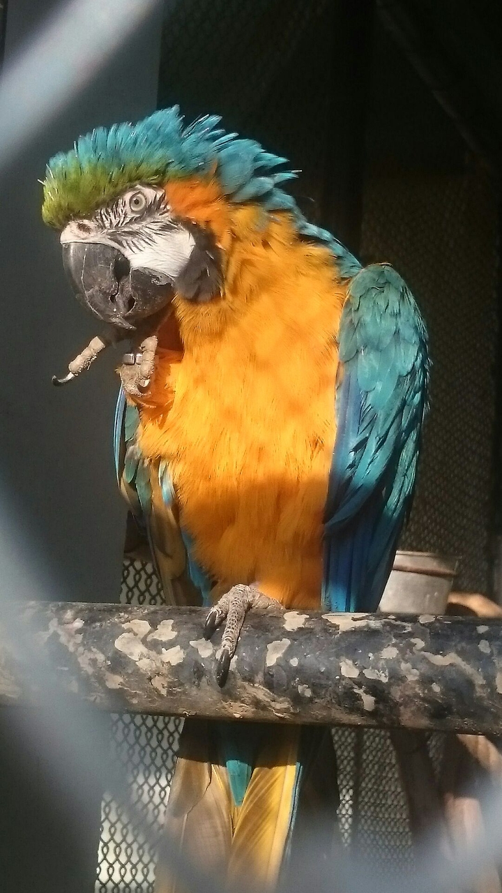 parrot