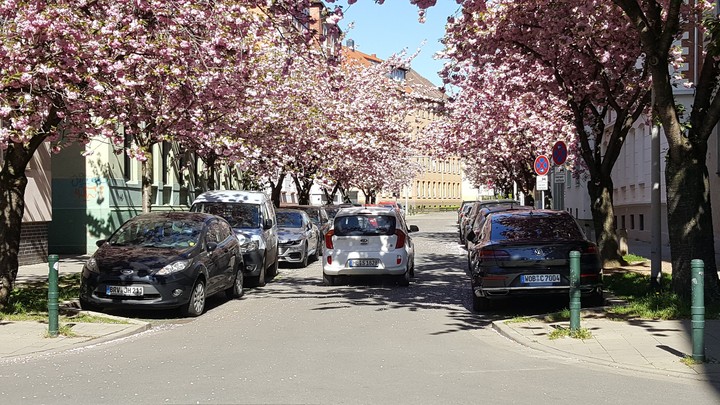 Braunschweig Kirschbäume/cherry trees