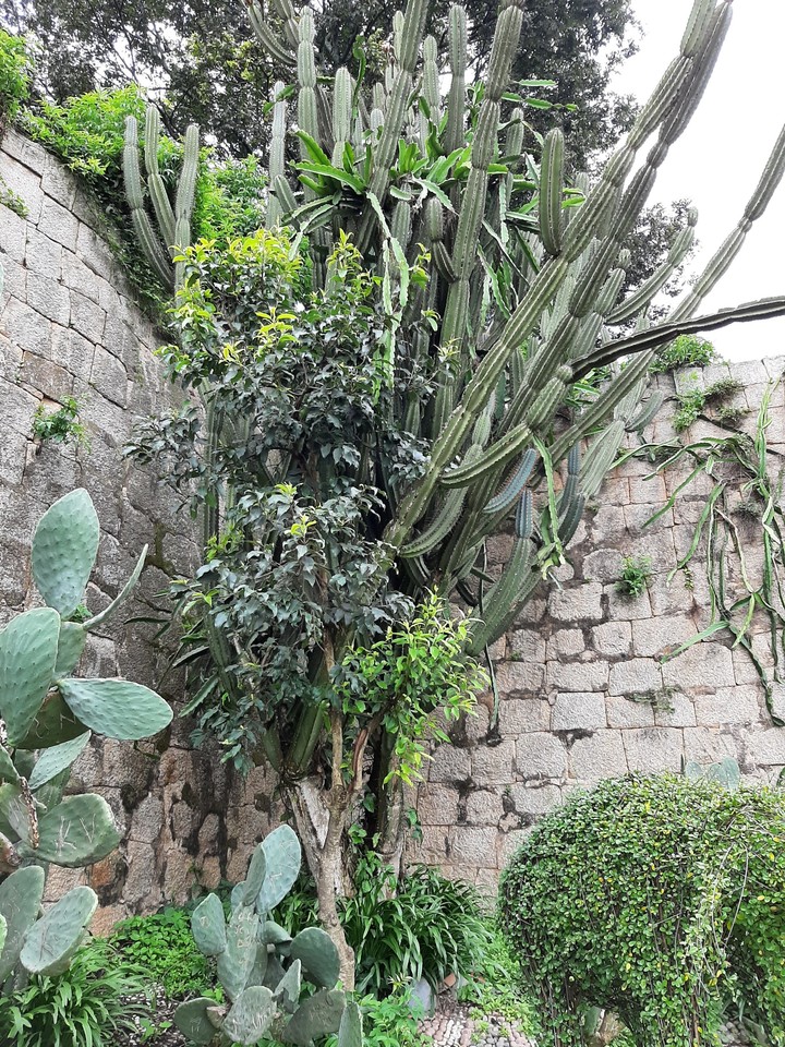cactus