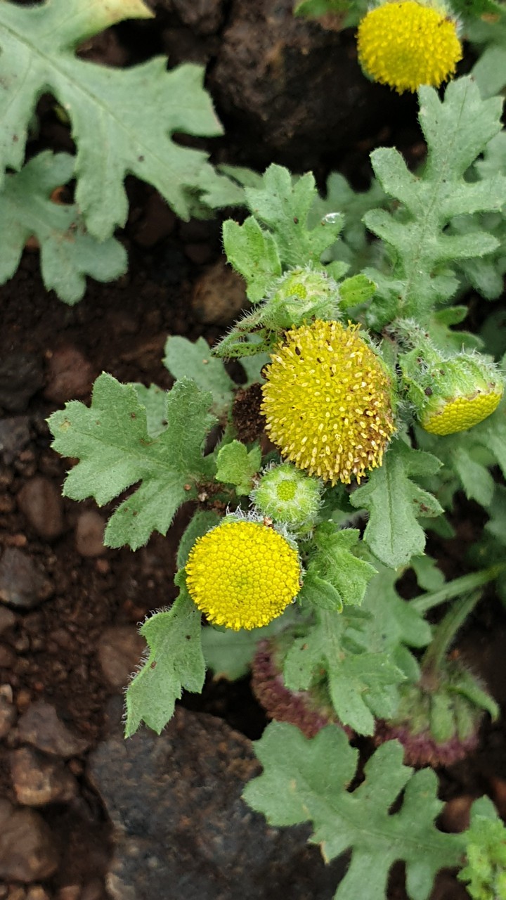 Beautiful flower