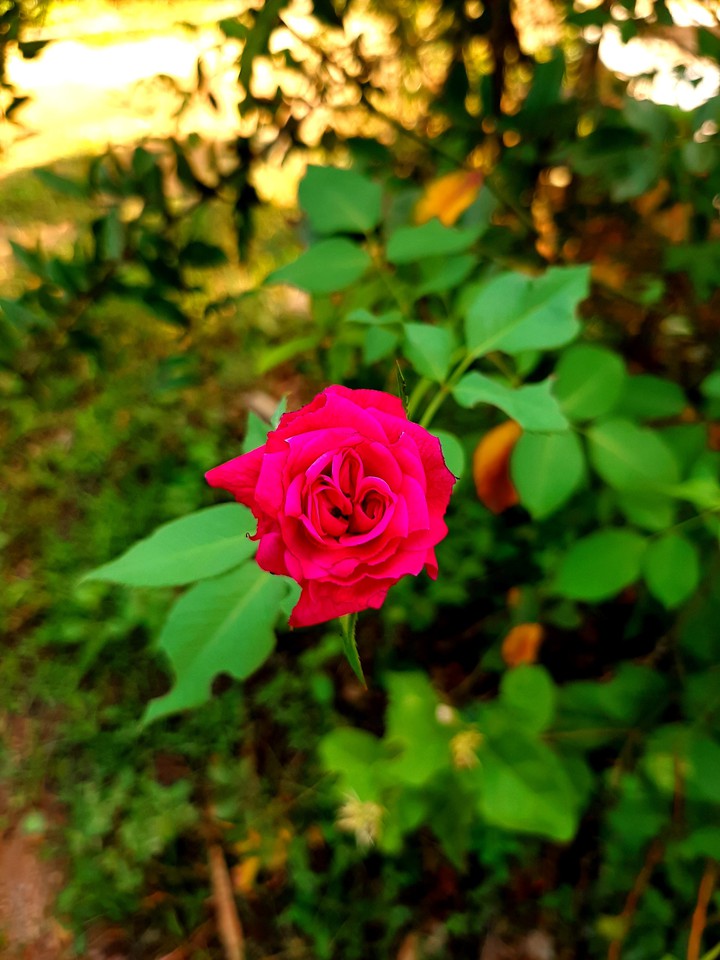 rose